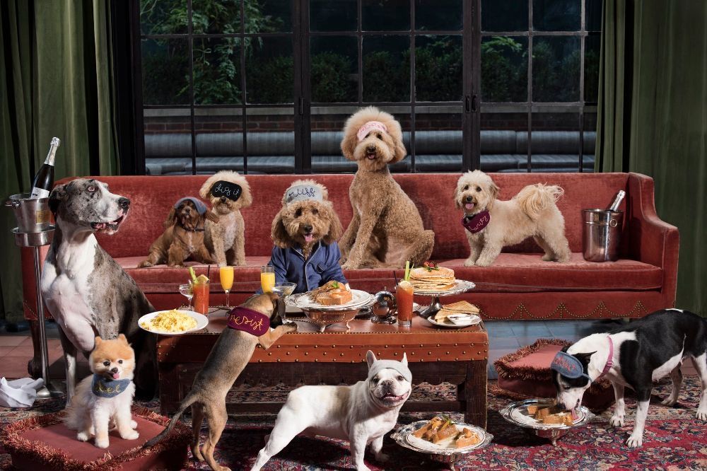 Personas paseando con perros